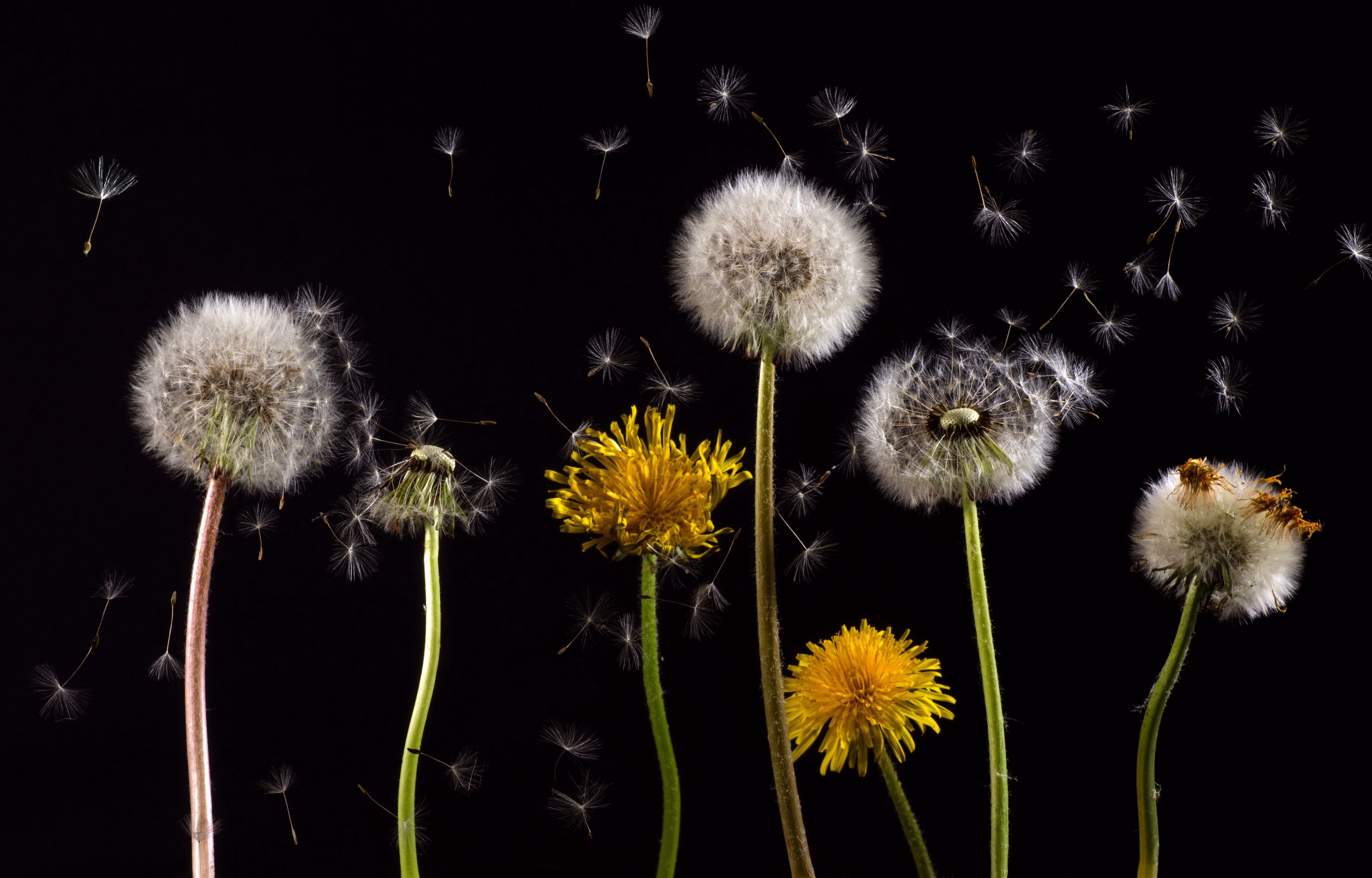 Allergie au pollen